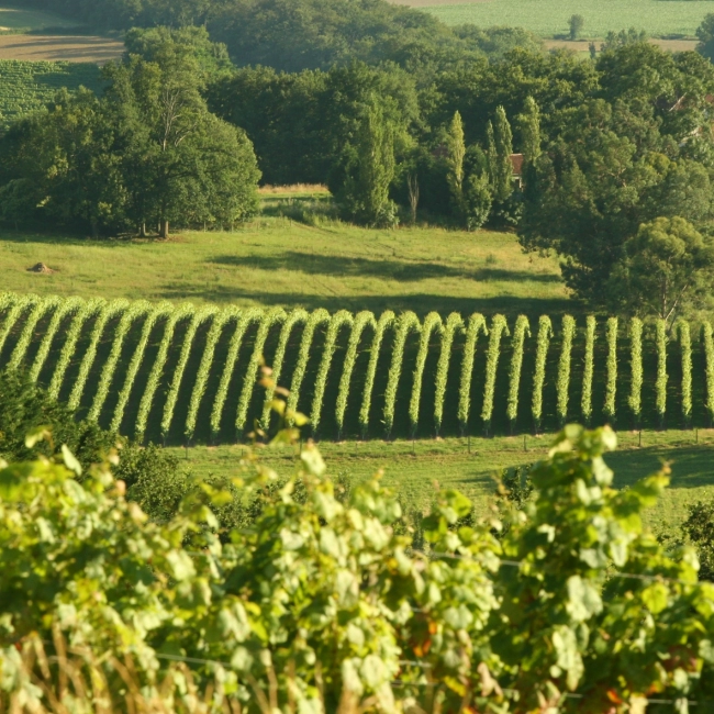 Vignes Madiran ©HPTE